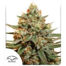 The Edge® | Semi di cannabis fuori produzione