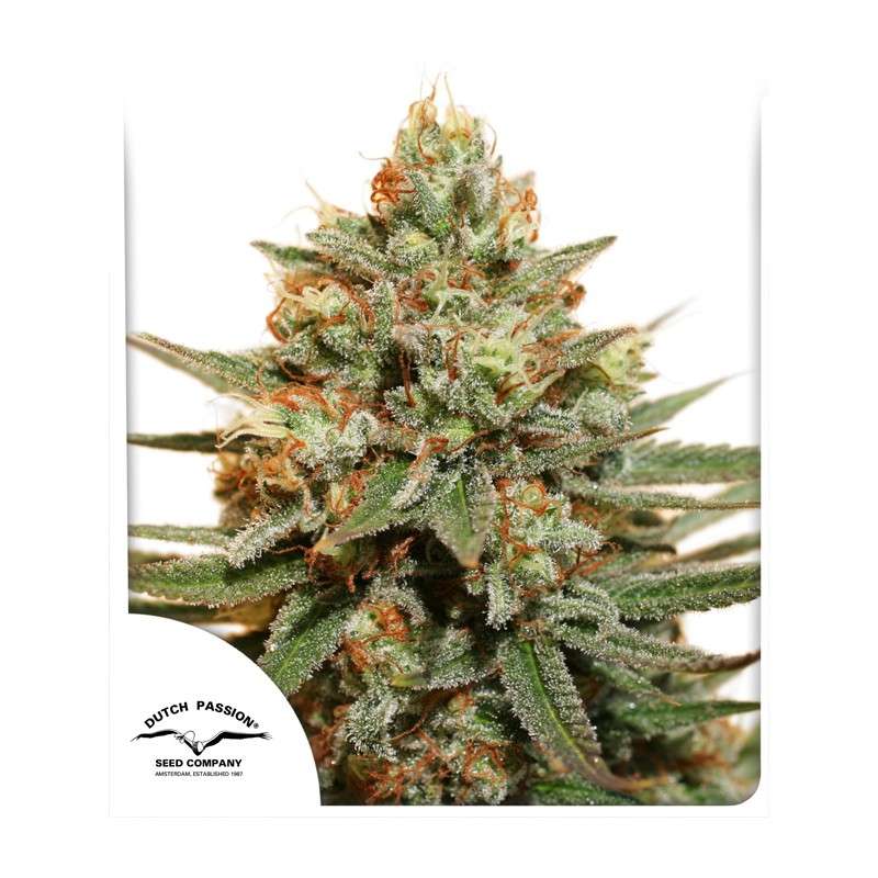 The Edge® | Semi di cannabis fuori produzione