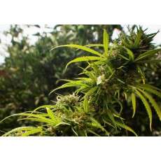 Trance® Cannabis Seeds (Discontinued) | Dutch Passion