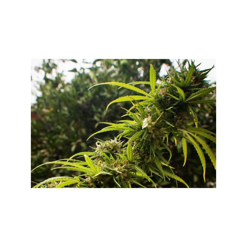 Trance® Cannabis Seeds (Discontinued) | Dutch Passion
