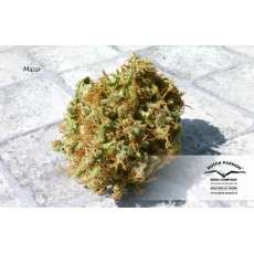 Compra Semillas de Cannabis Feminizadas Mazar® | Dutch Passion ES Compra Semillas de Cannabis Feminizadas Mazar® | Dutch Passion ES