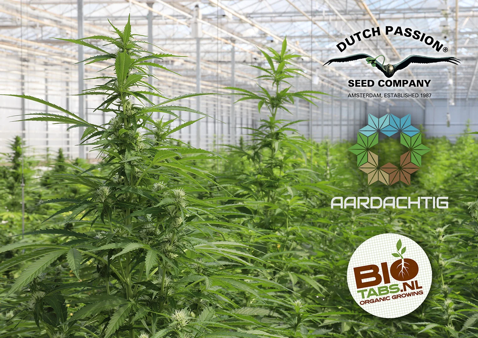 2024 Aardachtig x Dutch Passion legal weed