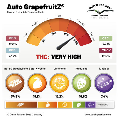 Auto GrapefruitZ cannabinoids and terpenes