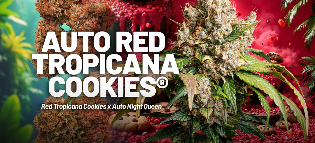 Auto Red Tropicana Cookies
