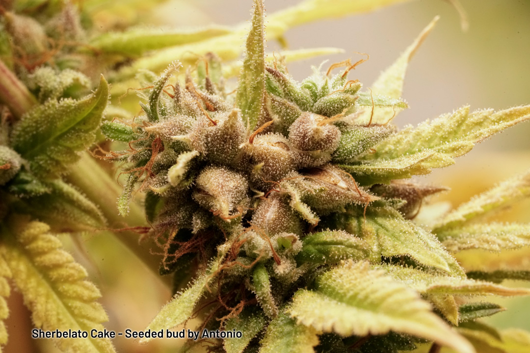 Sherbelato Cake seeded bud by Antonio