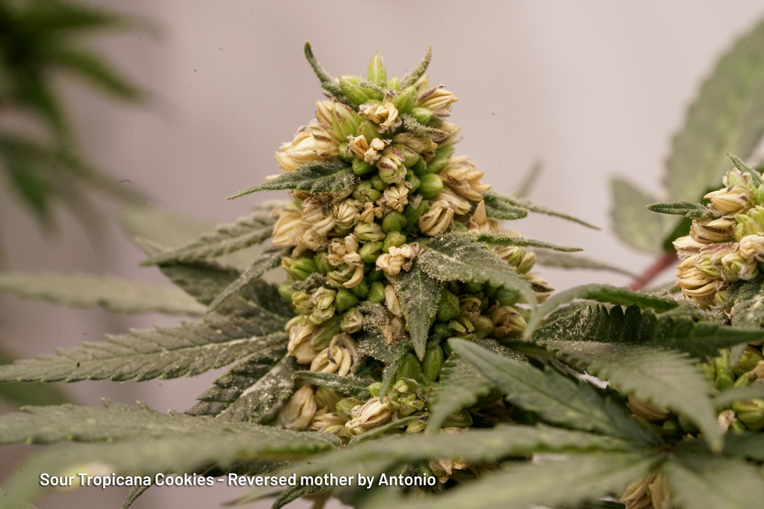 Sour Tropicana Cookies reversed mother by Antonio