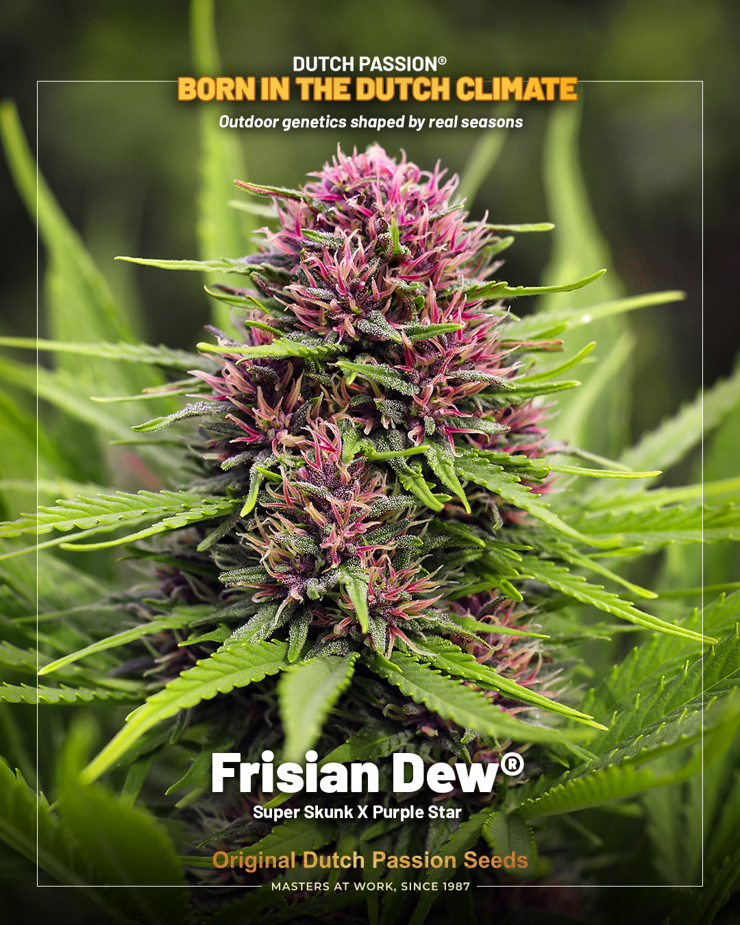 Frisian Dew im Dutch Passion Rahmen