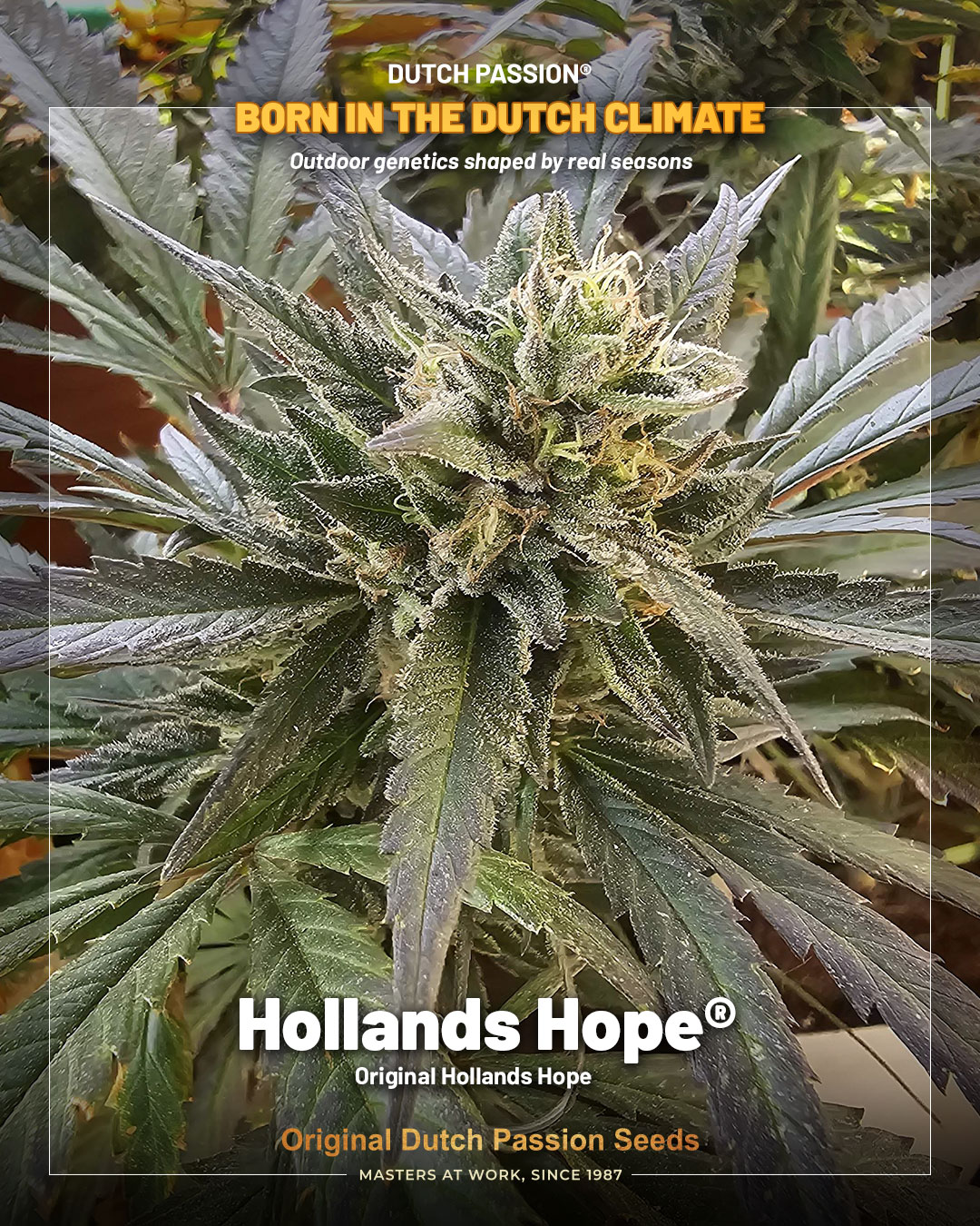 Hollands Hope im Dutch Passion Rahmen