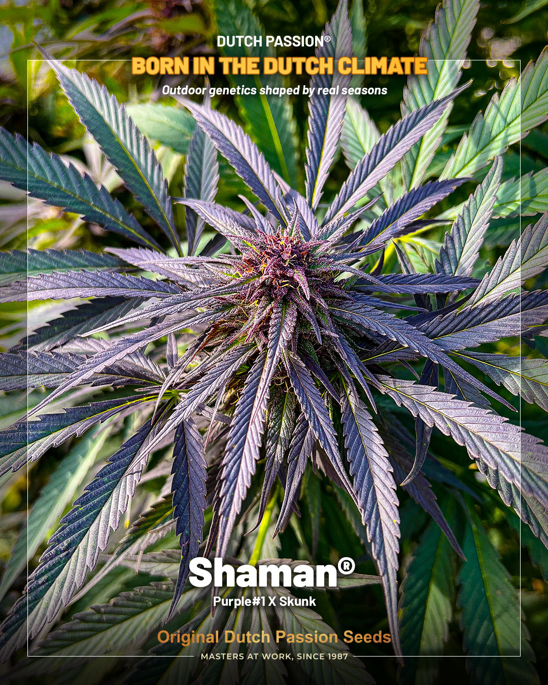 Shaman im Dutch Passion Rahmen