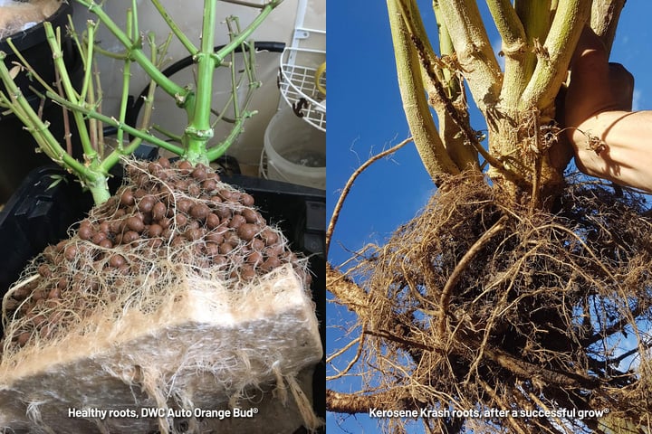 auto orange + kerosine krash healthy roots