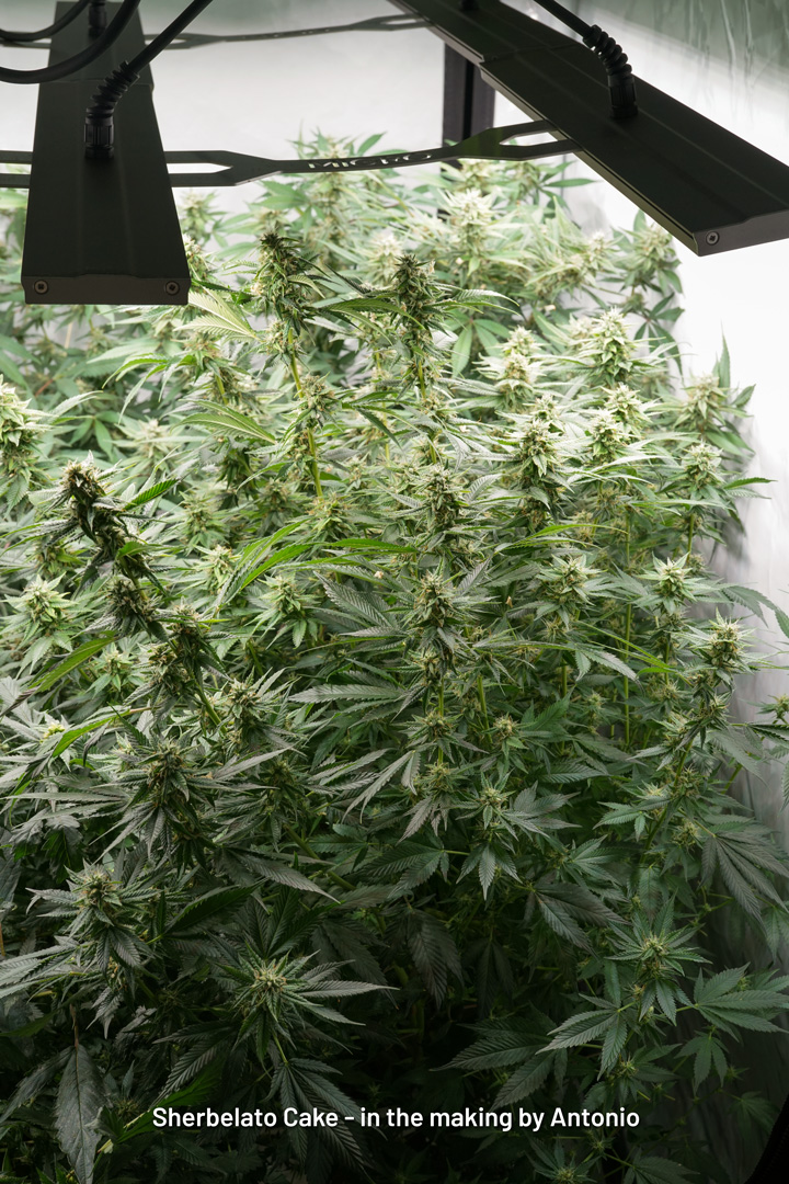 Sherbelato Cake (Sherbet x (Gelato x Wedding Cake))