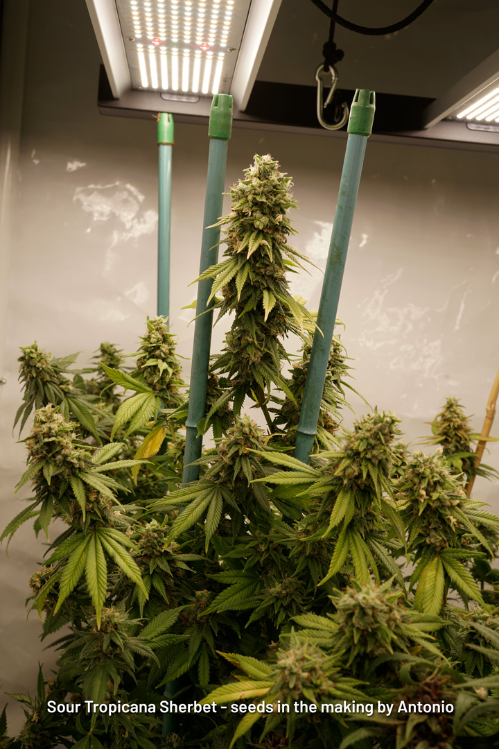 Sour Tropicana Sherbet (Sherbet x Sour Tropicana Cookies)