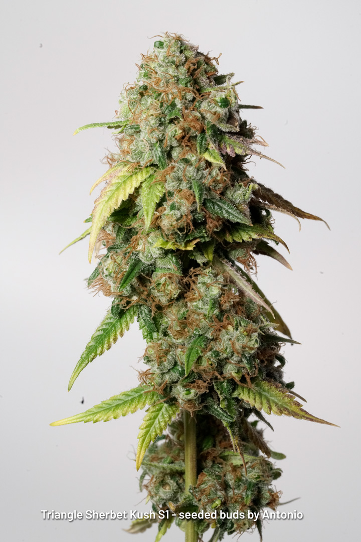 Triangle Sherbet Kush S1 seeded buds by Antonio