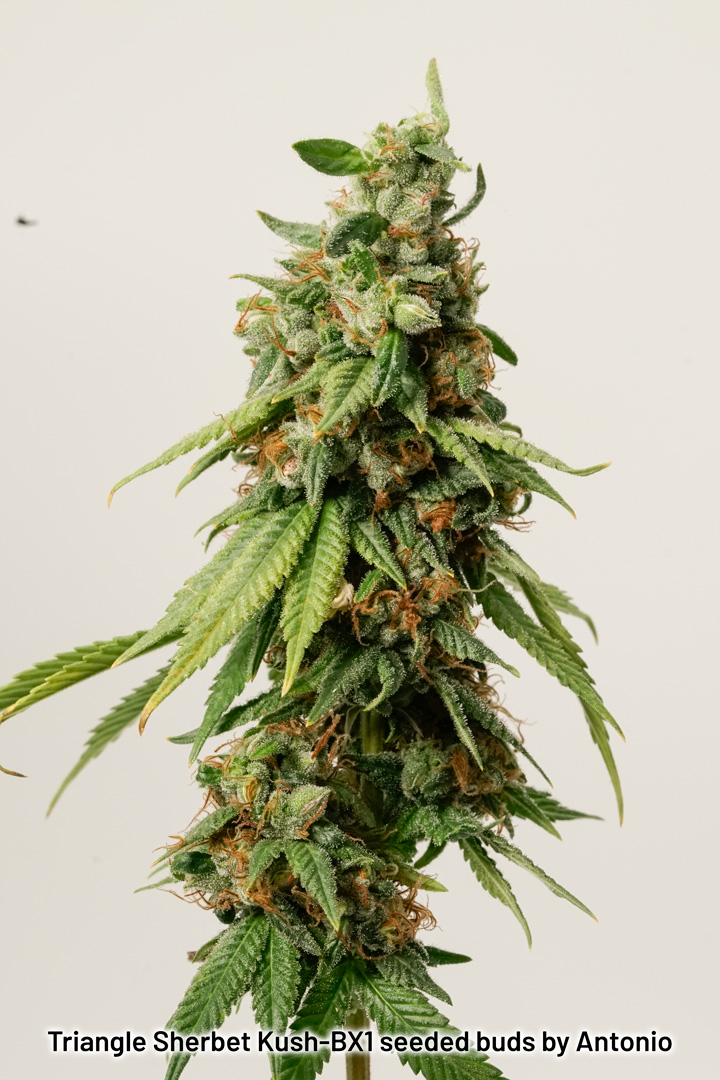 Triangle Sherbet Kush BX1 seeded buds by Antonio
