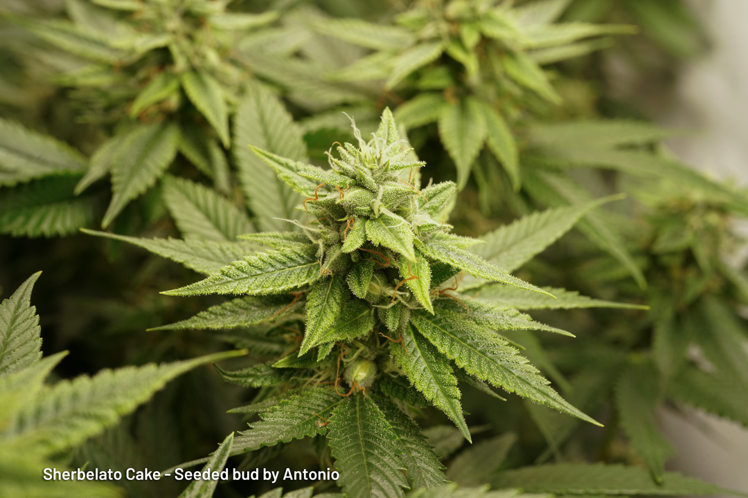 Sherbelato Cake seeded bud by Antonio