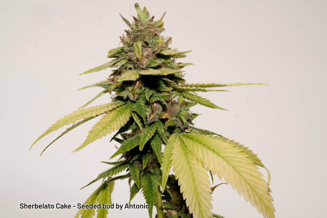 Sherbelato Cake seeded buds by Antonio