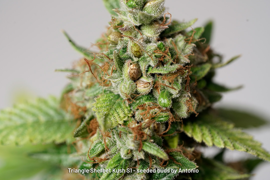 Triangle Sherbet Kush S1 seeded buds by Antonio