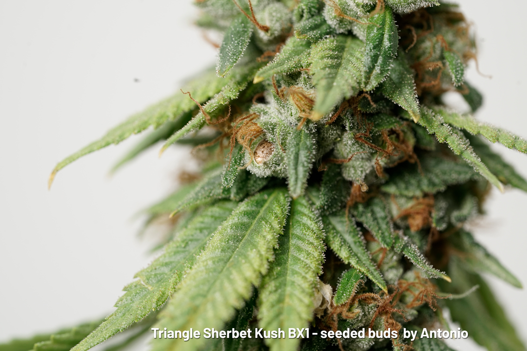 Triangle Sherbet Kush BX1 seeded buds by Antonio