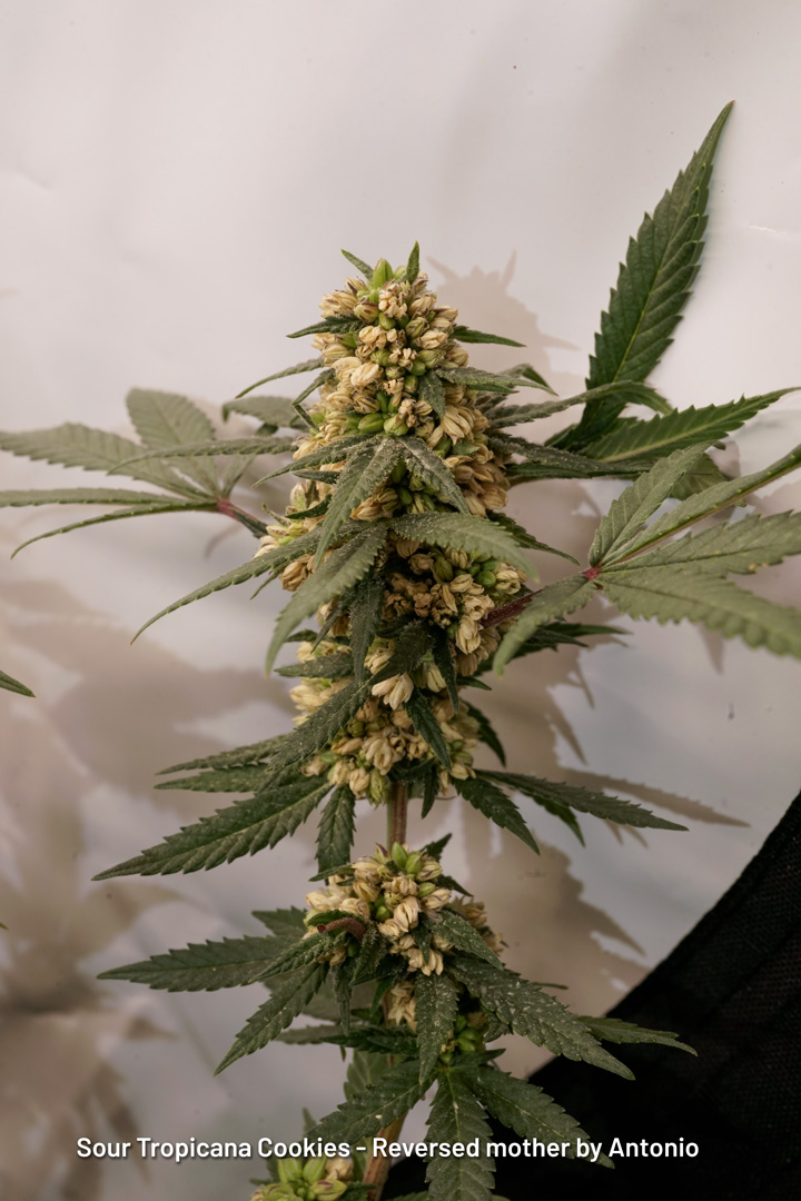 Sour Tropicana Cookies reversed mother by Antonio