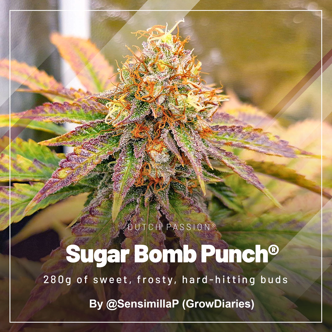280g-of-sweet-frosty-hard-hitting-buds