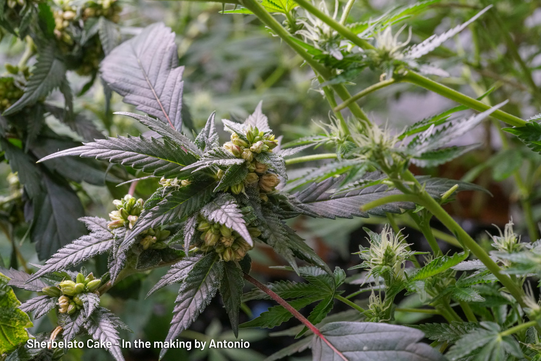 Sherbelato Cake limited edition cannabis seeds in the making