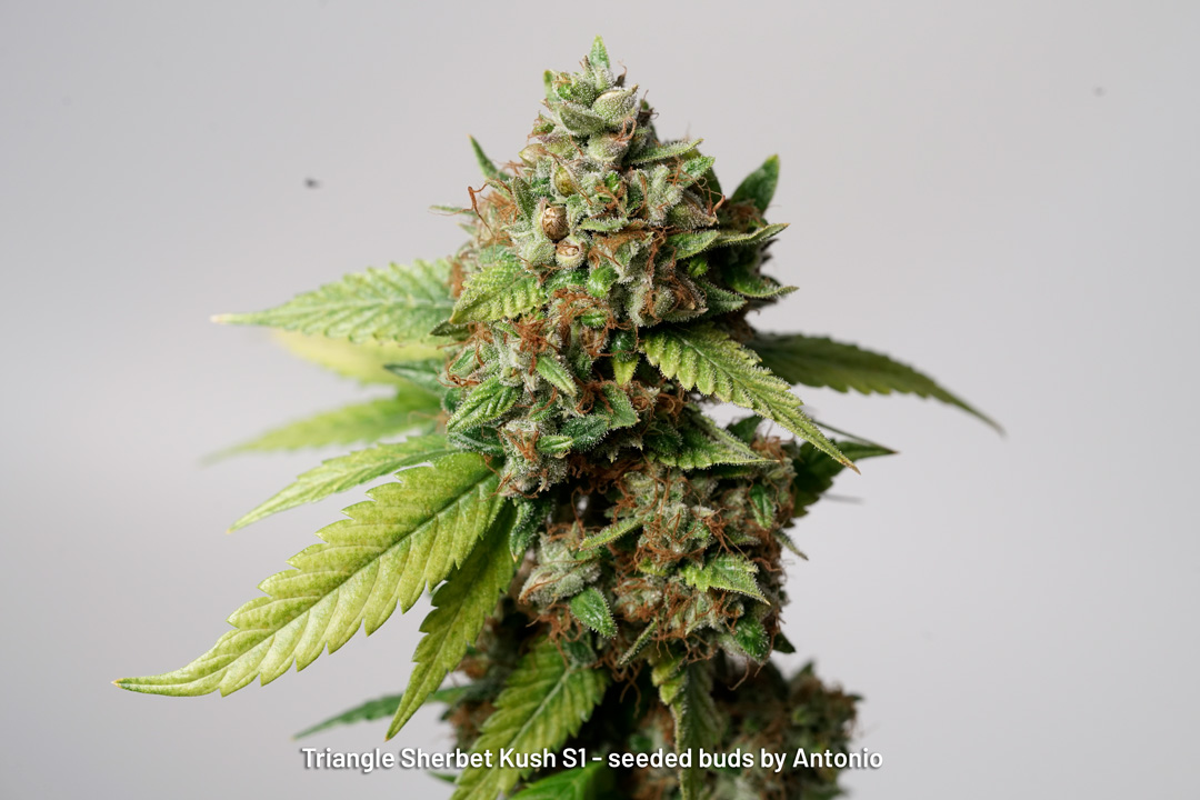 Triangle Sherbet Kush S1 seeded buds by Antonio