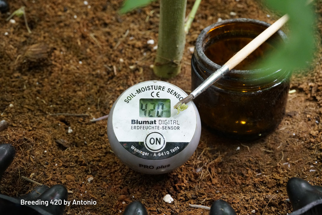 420 limited edition seeds breeding by Antonio
