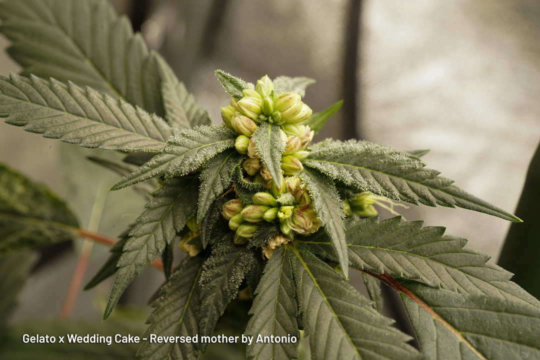 Gelato x Wedding Cake reversed mother by Antonio