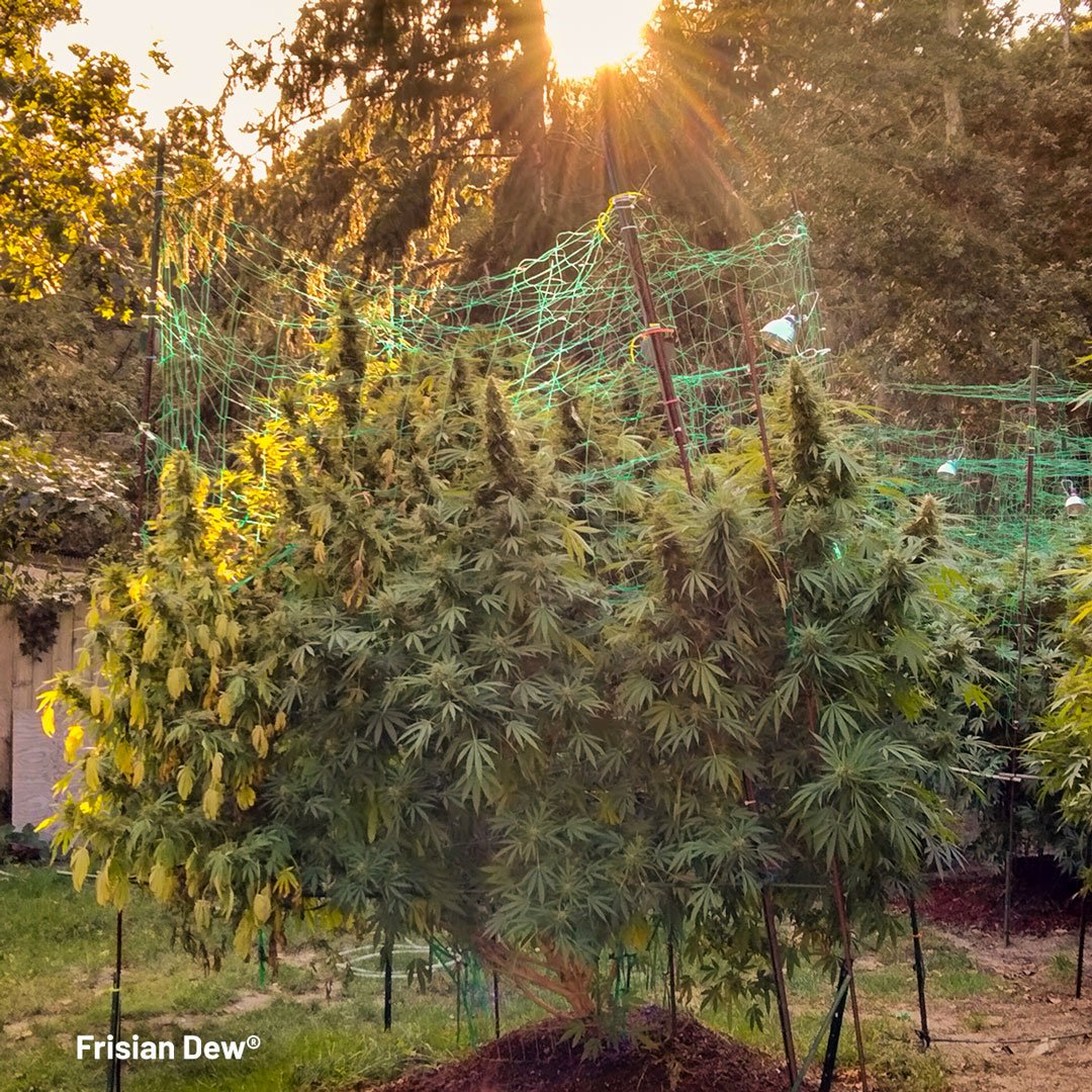 A-huge-Frisian-Dew-outdoor-cannabis-strain-enjoying-sunlight