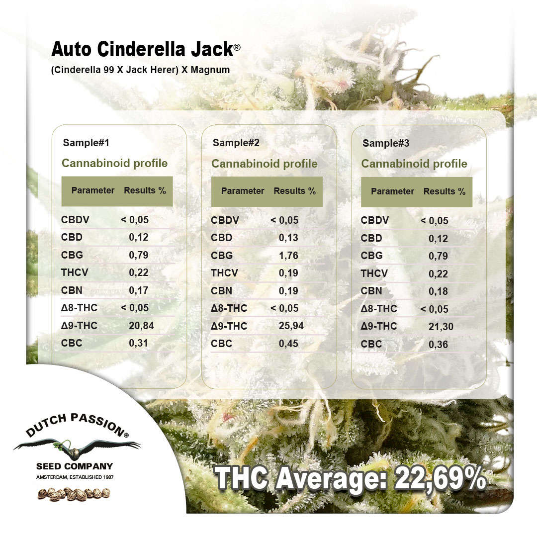 ACJ-most-potent-autoflower-average-results_1