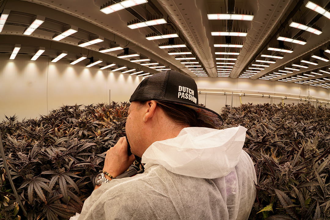 Dutch Passion breeding project