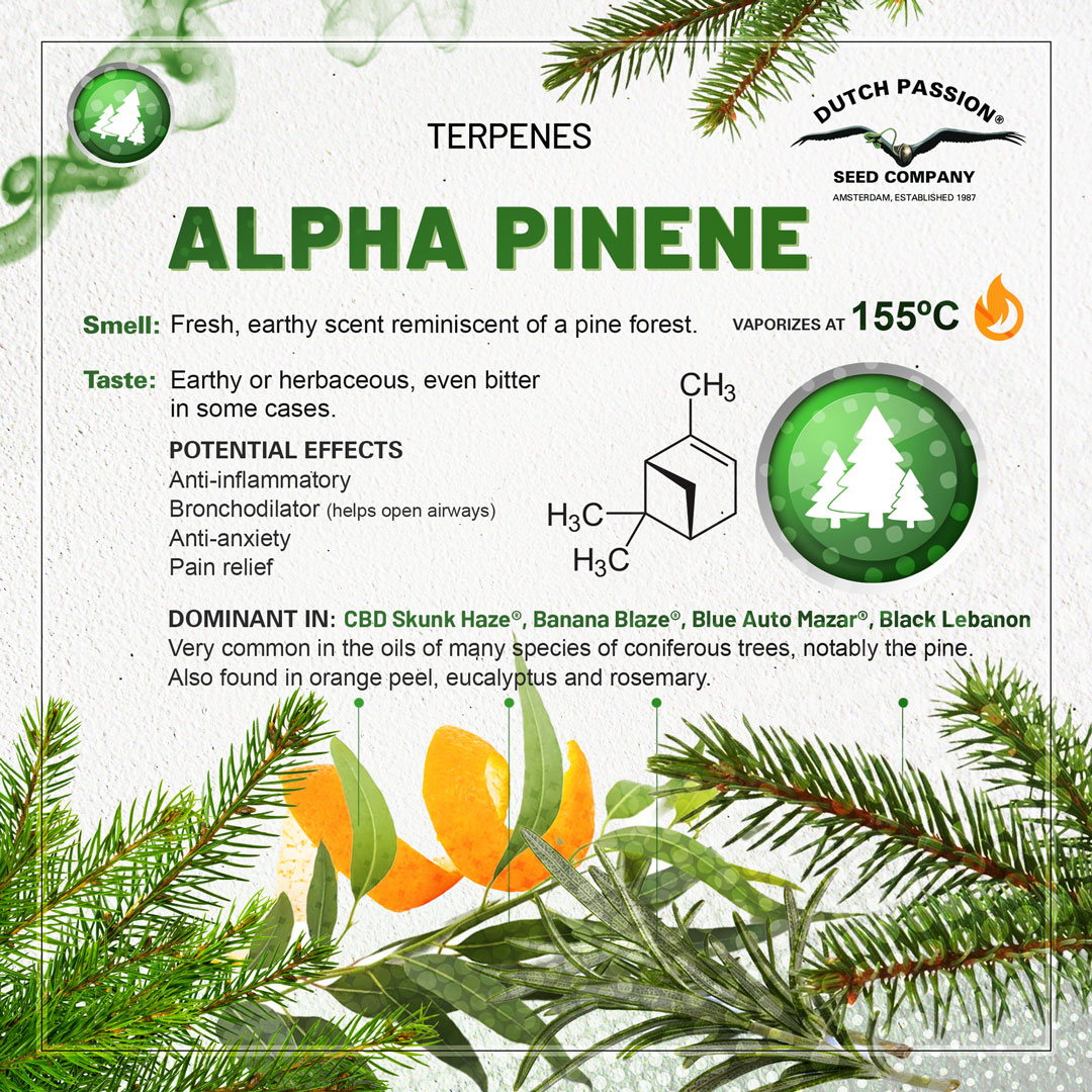 Alpha-Pinene cannabis terpene chart