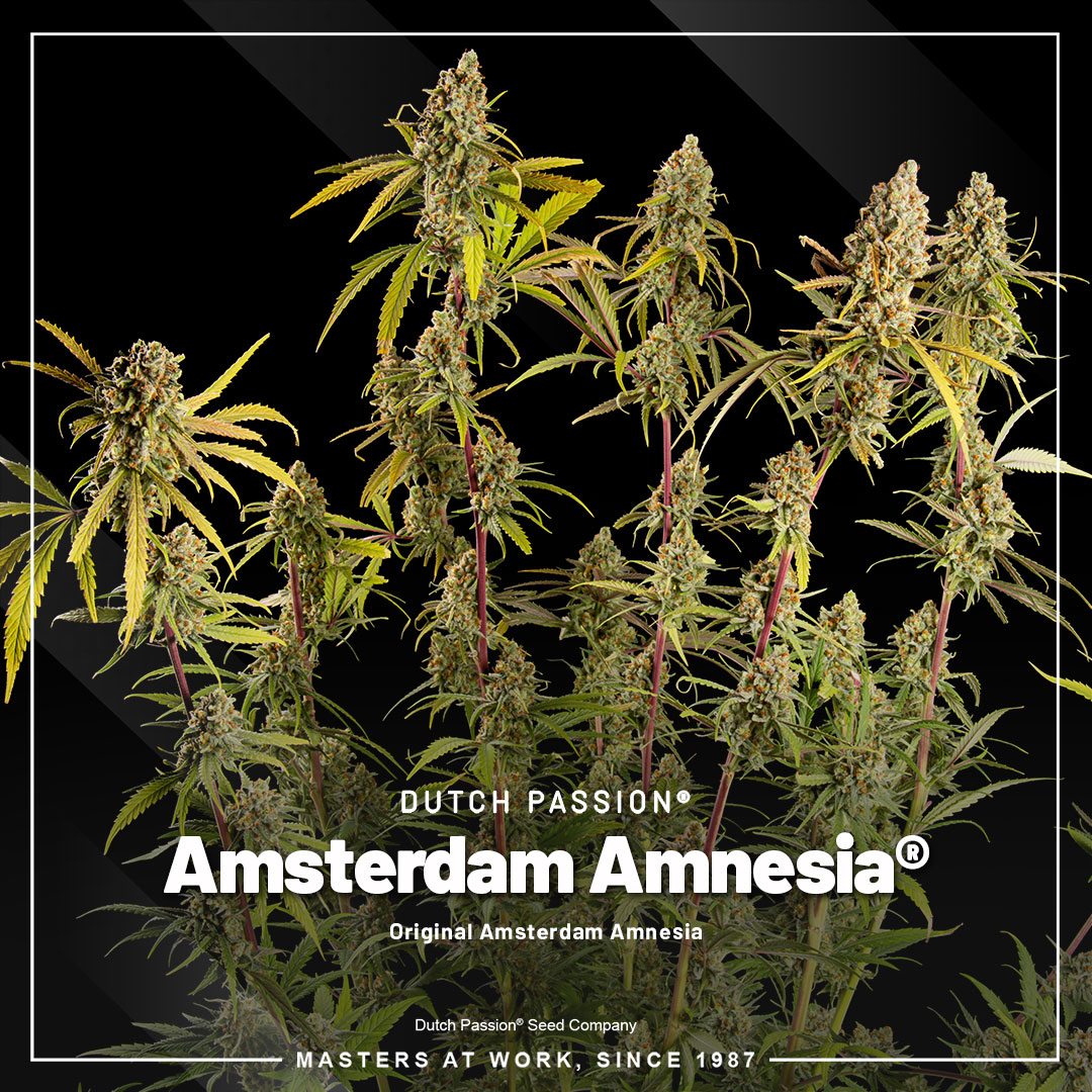 Amsterdam-Amnesia-wietzaadjes-cannabis-seeds