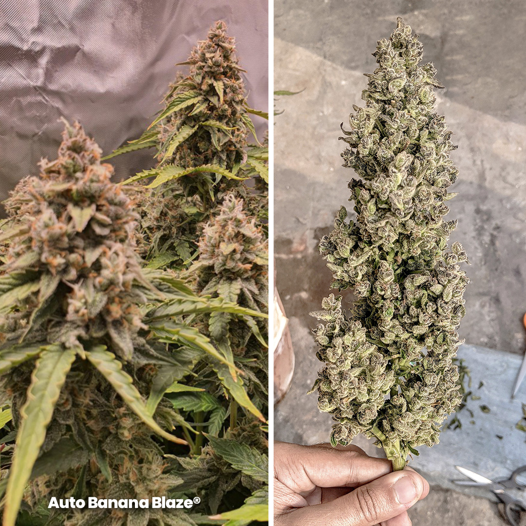Auto-Banana-Blaze-autoflower-by-dutch-passion