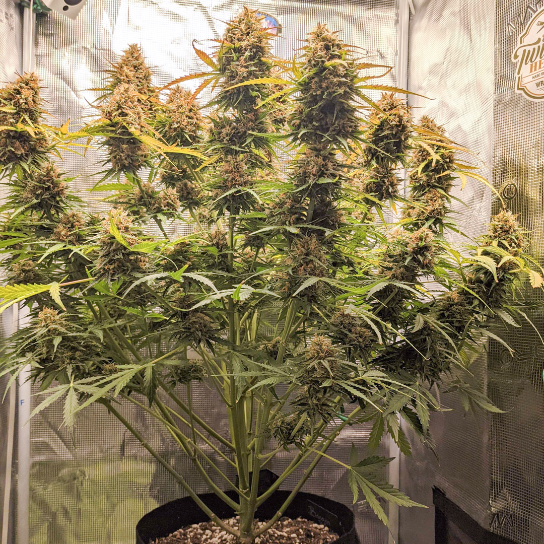 Auto-Banana-Blaze-autoflower-plant