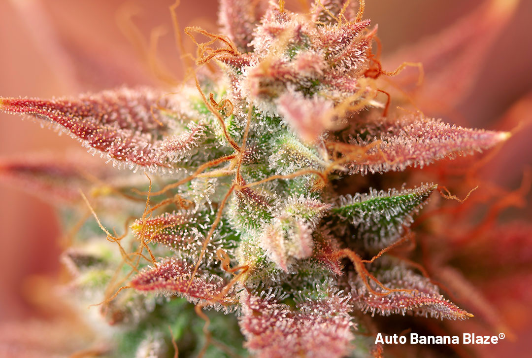 Auto-Banana-Blaze-dutch-passion-autoflowers