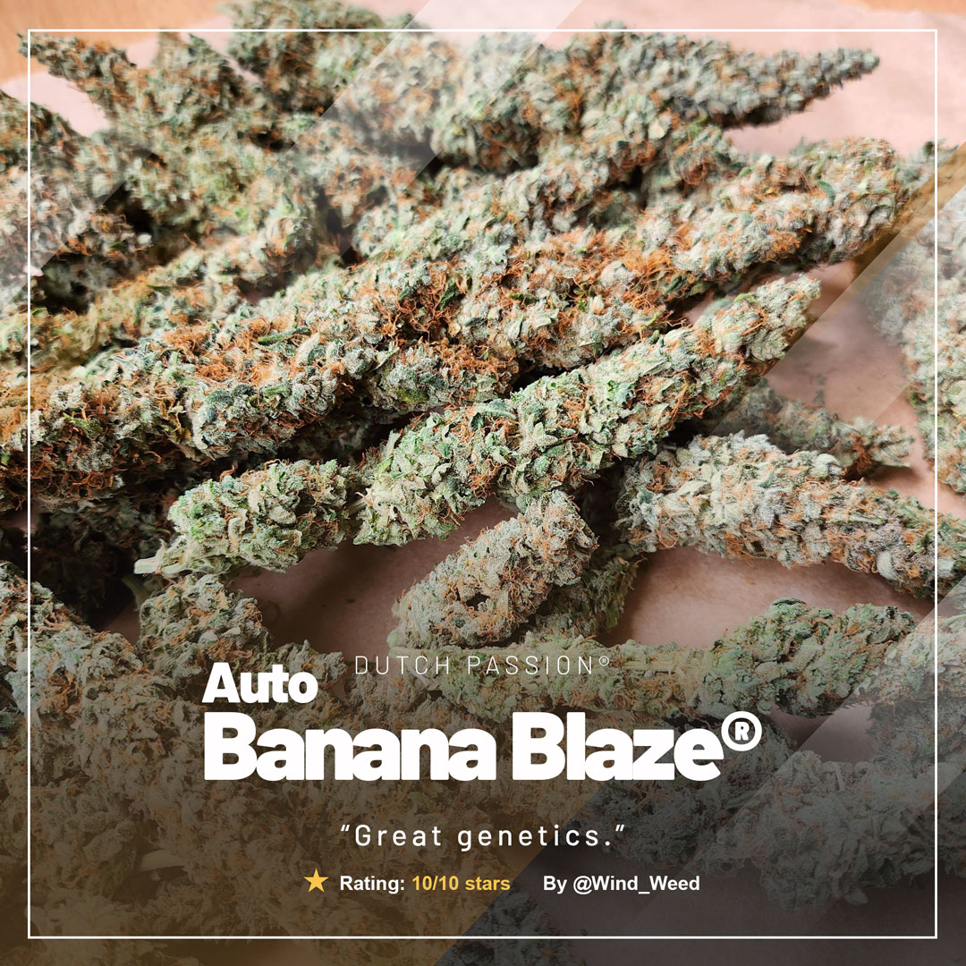 Auto-Banana-Blaze-frosty-buds-from-a-grower-on-growdiaries