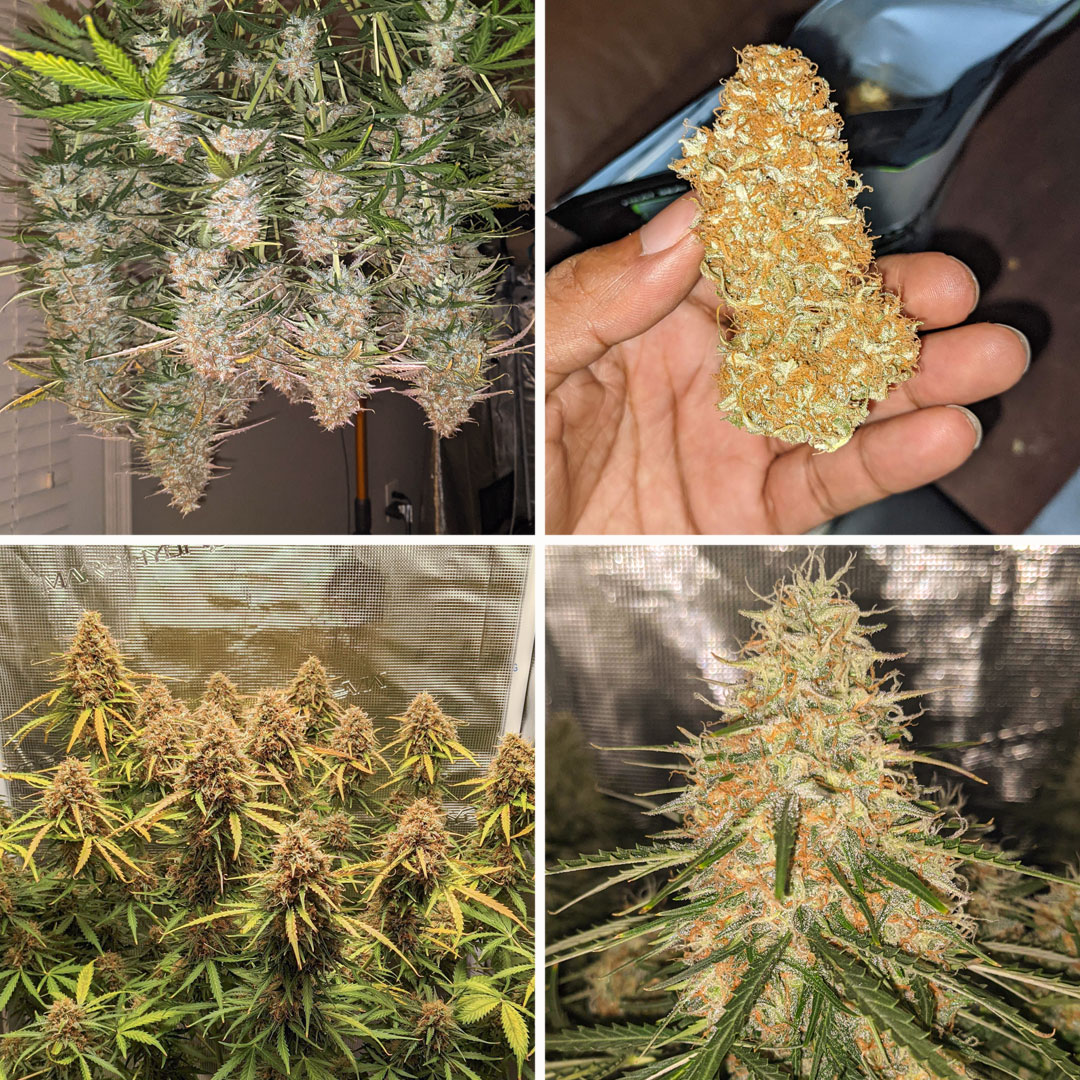 Auto-Banana-Blaze-grow-report-amazing-fat-buds