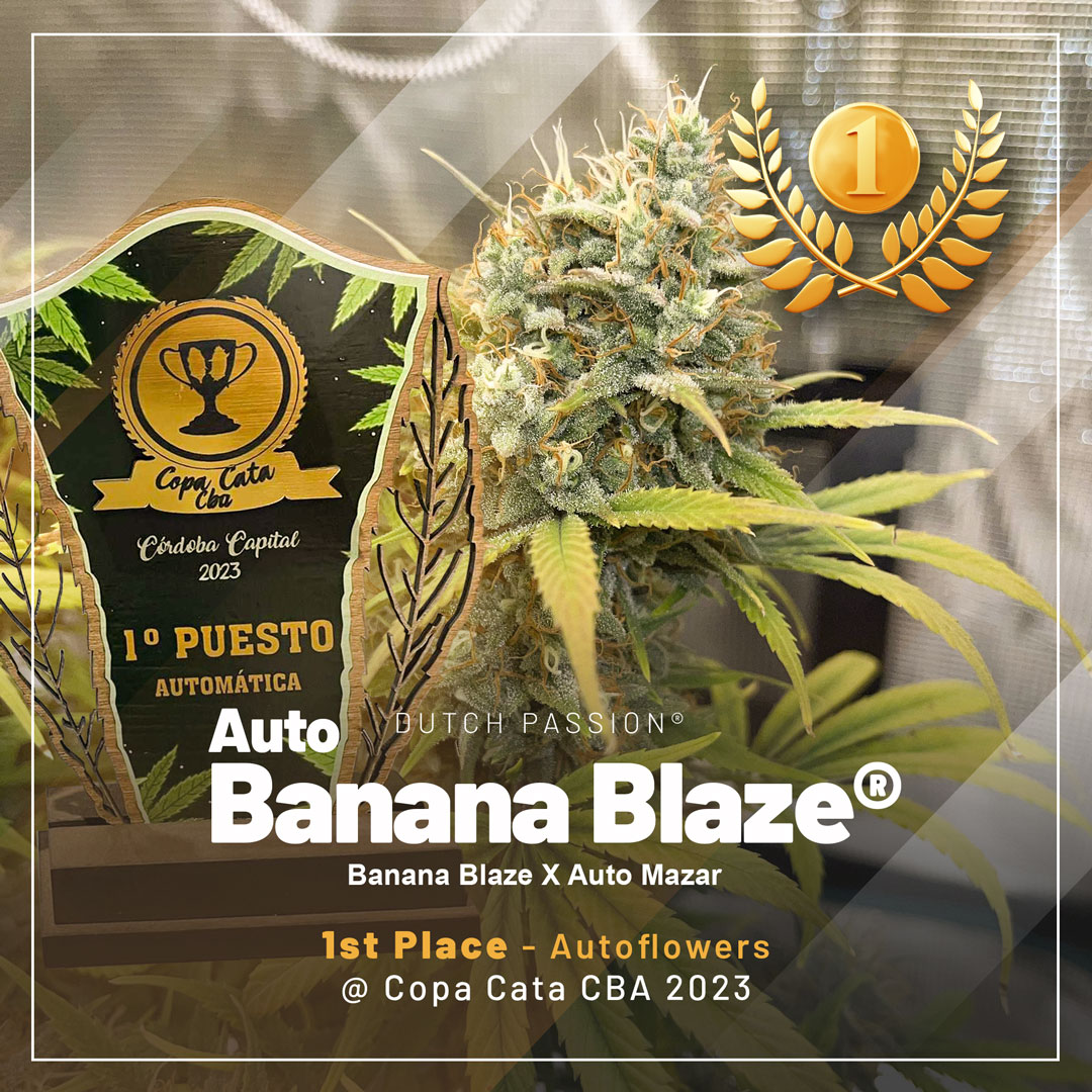 Auto-Banana-Blaze-winner-2023