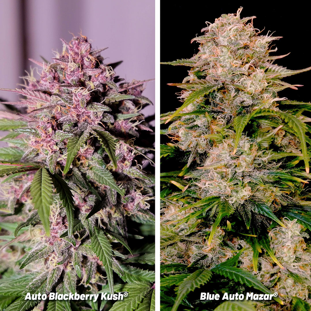 Auto-Blackberry-Kush-and-Blue-Auto-Mazar-classic-blue-strains