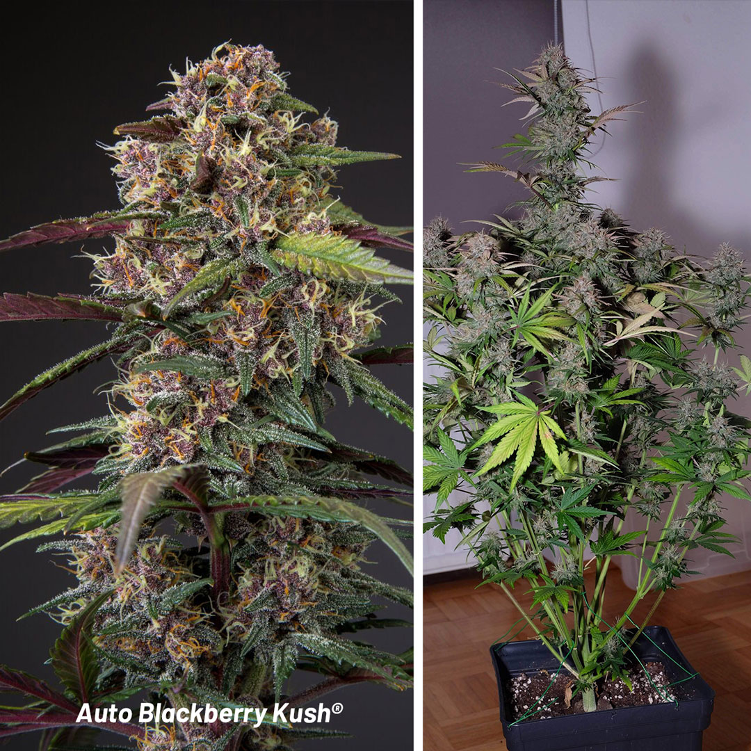 Auto-Blackberry-Kush-autoflower-with-dark-purple-colour