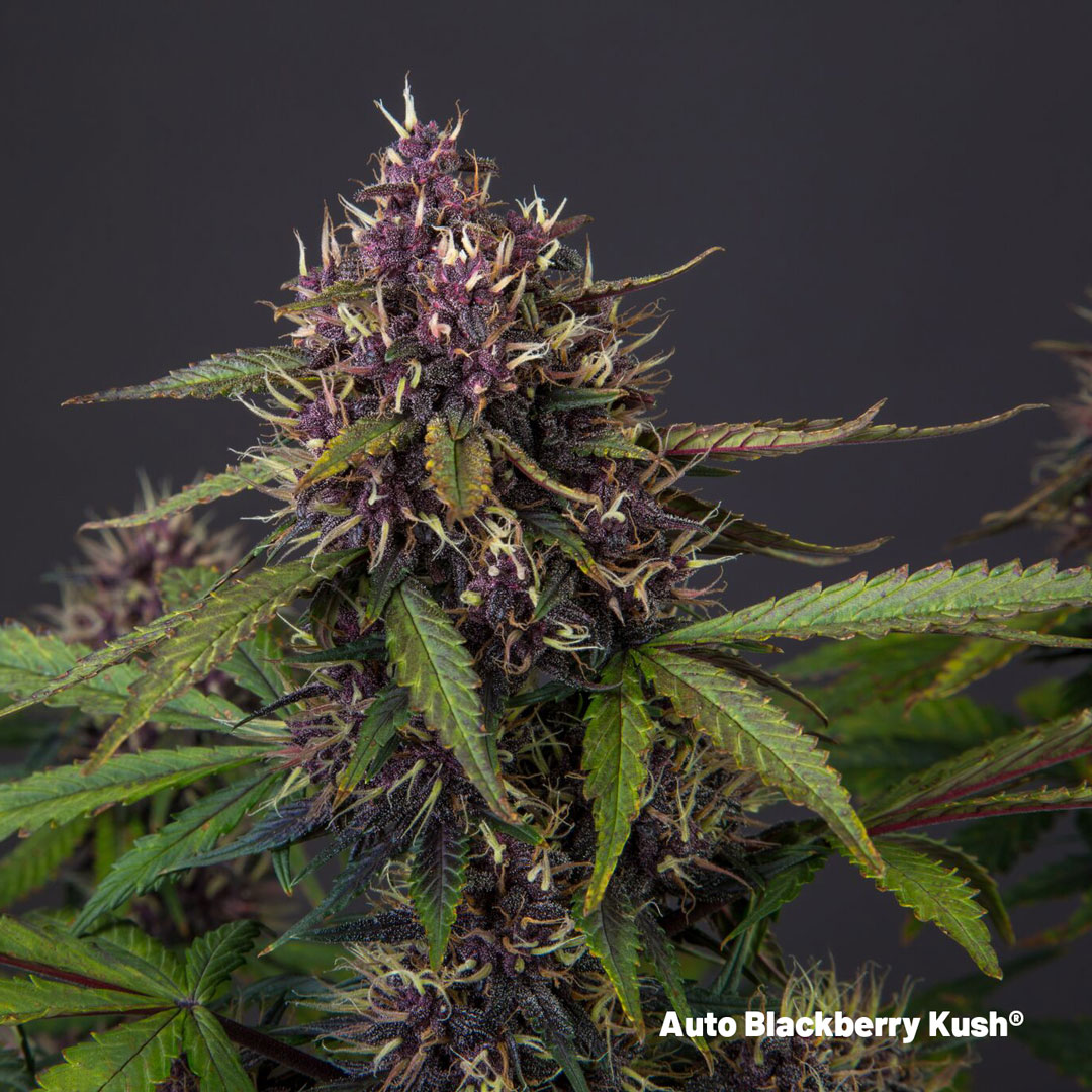 Auto-Blackberry-Kush-dutch-passion-autoflower