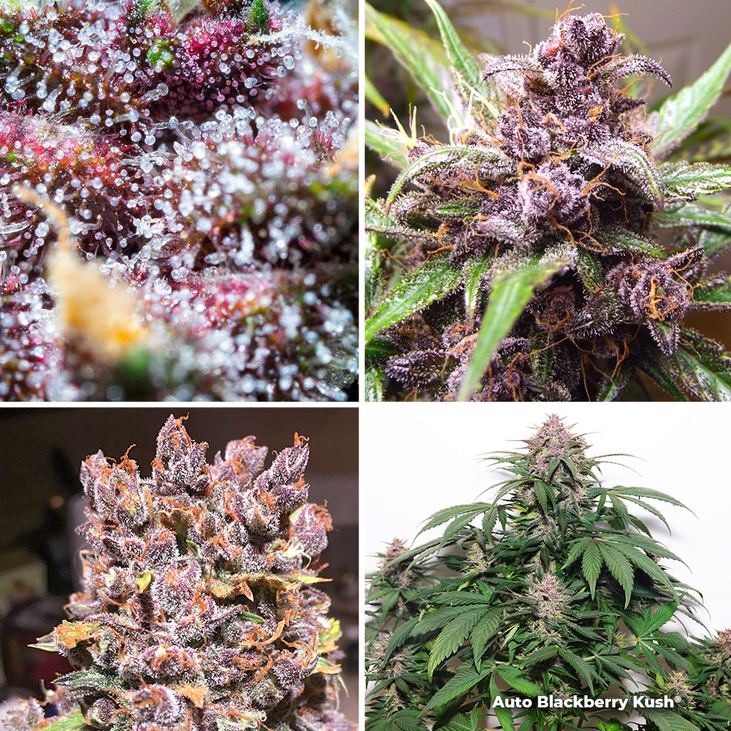 Auto-Blackberry-Kush-dutch-passion-autoflowers-for-SOG