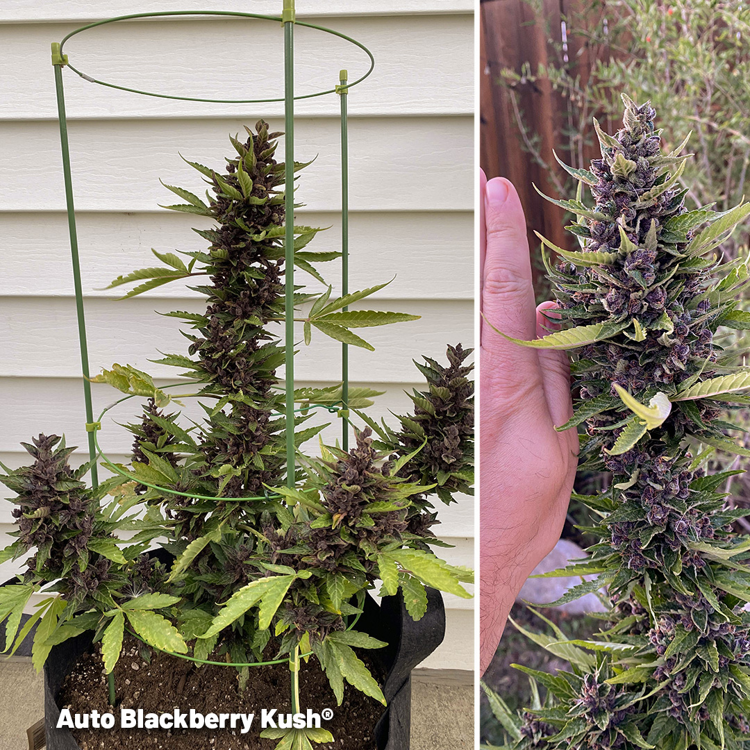 Auto-Blackberry-kush-the-dark-purple-autoflower-for-your-balcony
