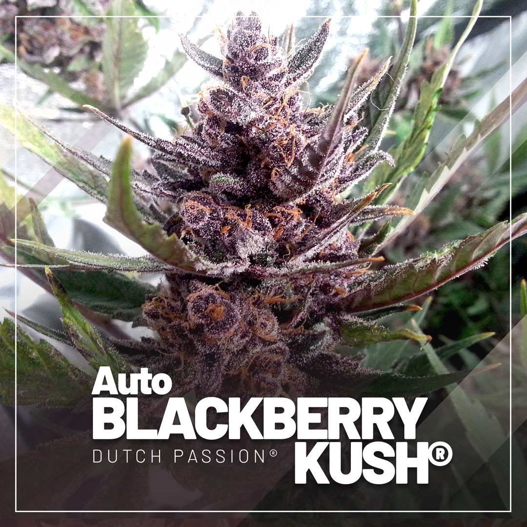 Auto-Blackberry-kush-the-purple-autoflower-dutch-passion