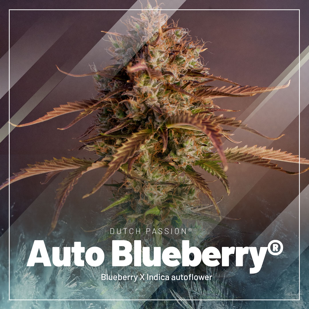 Auto-Blueberry-autoflower-by-dutch-passion-cannabis-seed-company
