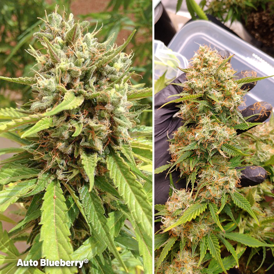 Auto-Blueberry-autoflower-perfect-for-your-balcony
