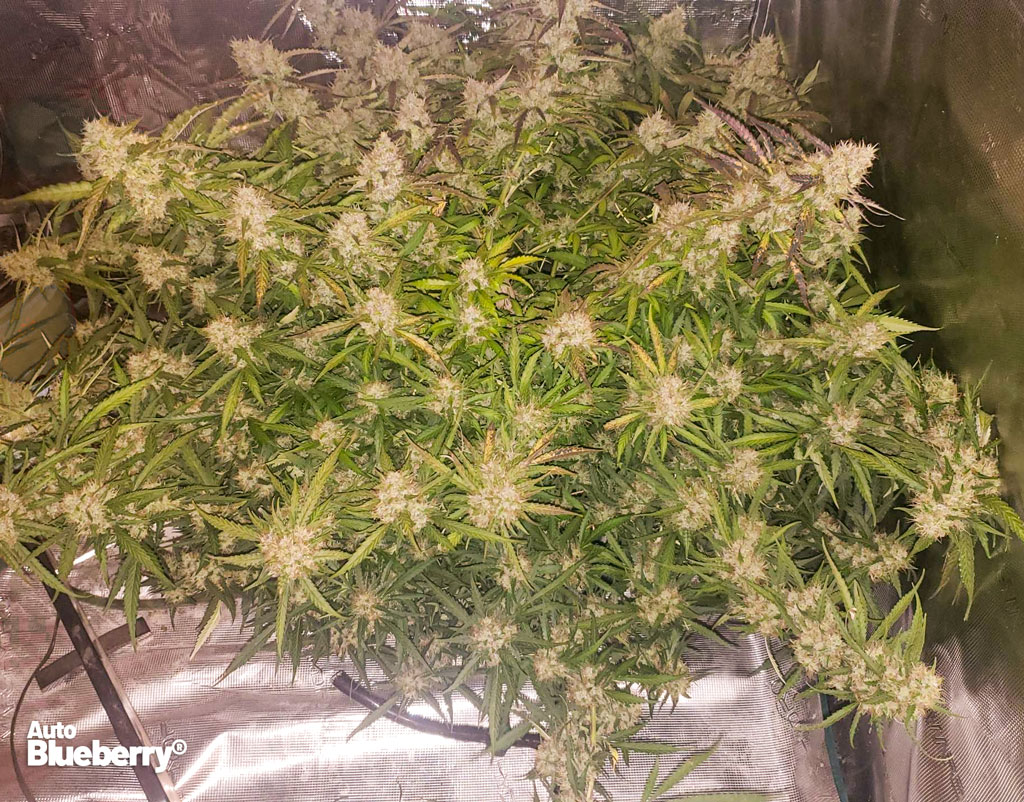 Auto-Blueberry-grow-report-best-of-the-month-december