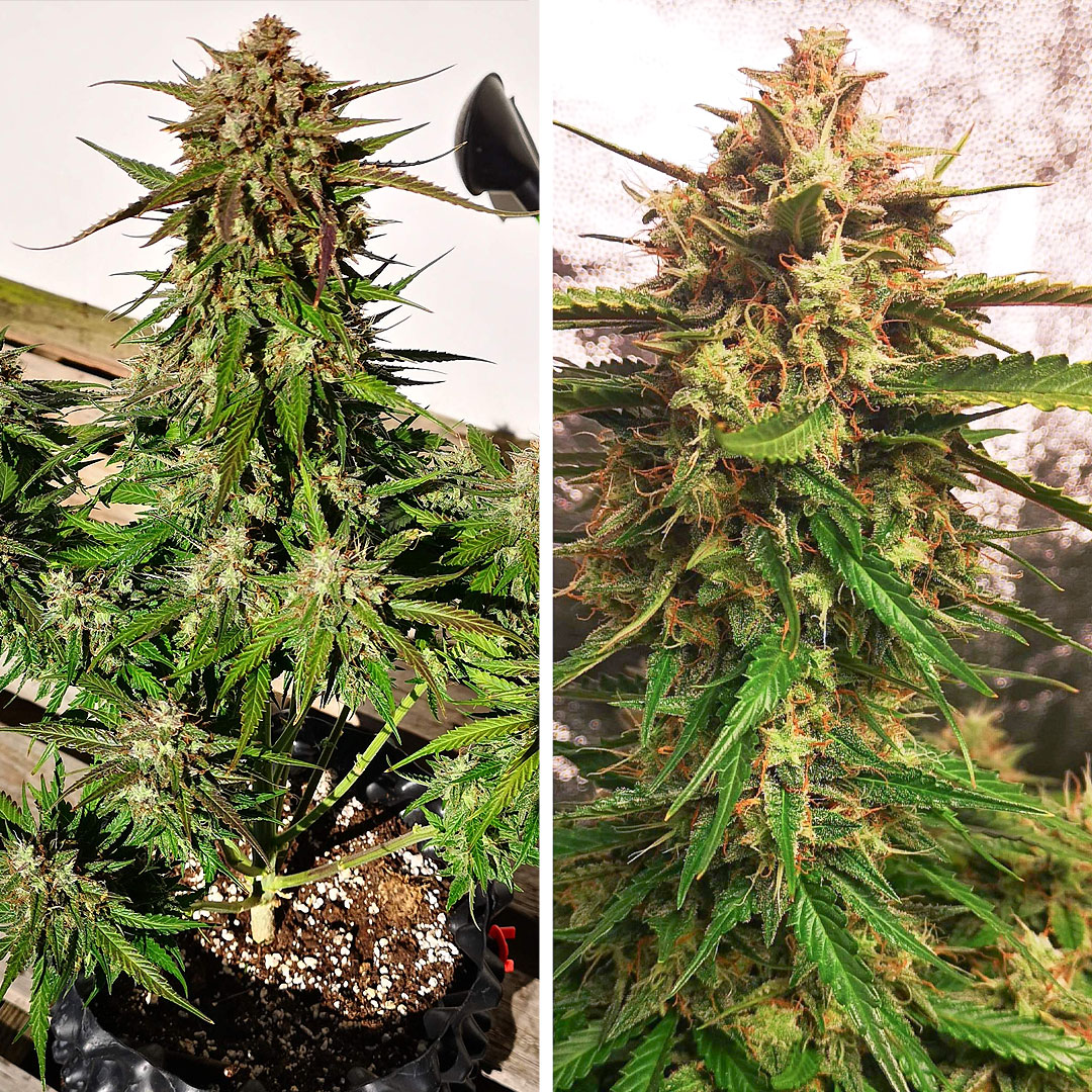 Auto-Blueberry-growdiaries-dutch-passion-seed-company-autoflowers-plant-and-bud