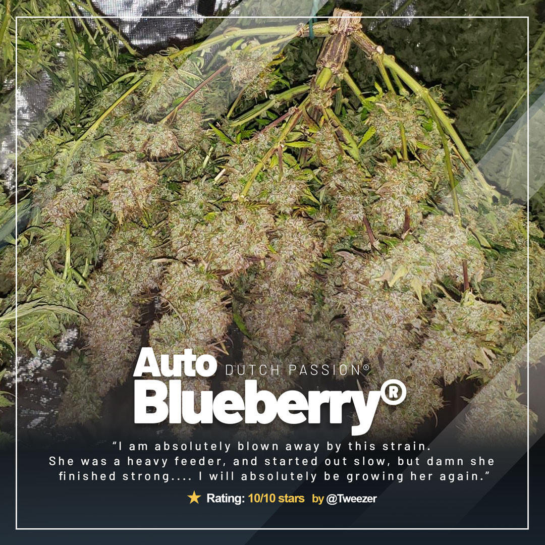 Auto-Blueberry-top-autoflowers-review-grow-cannabis-seeds